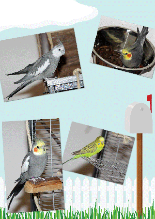 hallo hallo